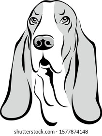 vector head of basset-hound dog