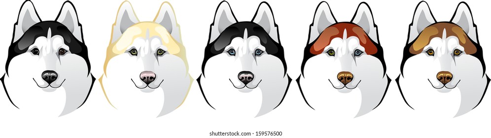 Vector head of a dog breed Siberian Husky