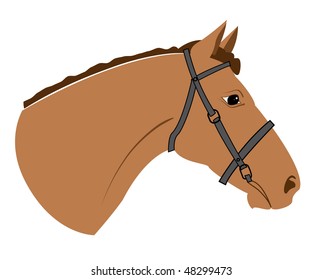 Vector head of horse on white