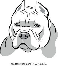 Vector Head Of Pit Bull Terrier