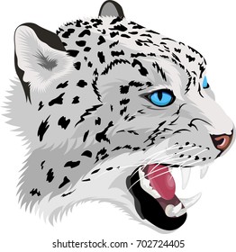 vector head of roaring snow leopard 