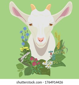 Vector head of a white goat with a wreath of wildflowers, cornflower, chamomile, chicory, yarrow, tansy.