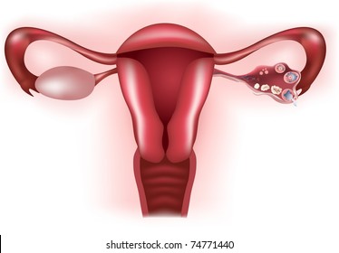 Vector Healthy Female reproductive system. Uterus, ovaries and cervix.