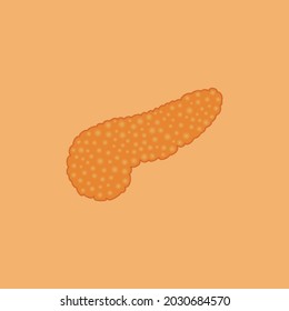 vector healthy human pancreas close up front view, pancreas yellow and orange on peach orange background. anatomy biology medicine medical concept. pancreas illustration vector isolated.