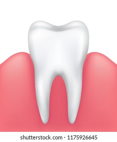 Vector healthy shiny tooth in pink gums isolated on white background - medical illustration