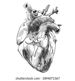 Vector Heart Illustration Hand Drawing Style