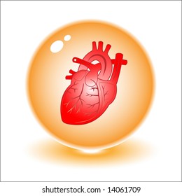 Vector heart illustration. Simply change. Other medical vectors you can see in my portfolio.