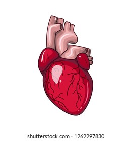 Vector heart medical 