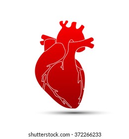 Vector heart red color. isolated illustration vector design