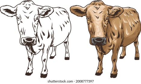 vector of heifer cow hand draw style