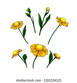 Vector helenium flowers and buds isolated set on white background.