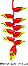 Vector of heliconia lobster claw flower