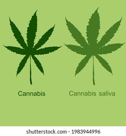 Vector Hemp. Cannabis Leaf and Saliva Leaf on green​ background.