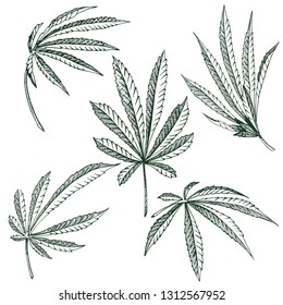 Imágenes prediseñadas aisladas de la planta vectora Hemp de 5 hojas de cannabis blanco y negro