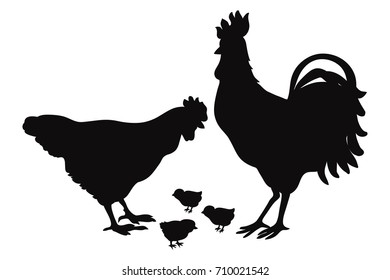 Vector hen, chicken and rooster silhouettes isolated on white background