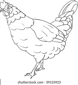 vector - hen isolated on background