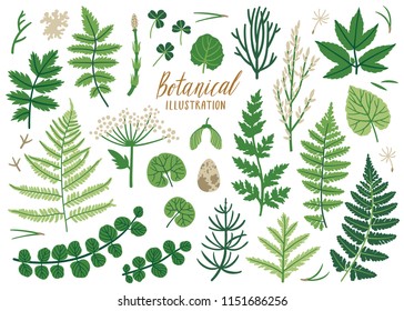 Vector herb collection with ferns, clover leaves, maple seed, dandelion seeds, branches, leaves and flowers. Botanical set. Isolated on white. 