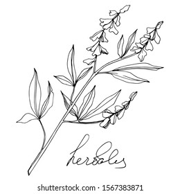 Vector Herbal branch plant botanical garden floral foliage. Black and white engraved ink art. Isolated herbal illustration element on white background.