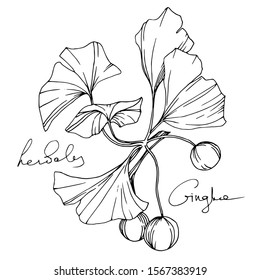 Vector Herbal branch plant botanical garden floral foliage. Black and white engraved ink art. Isolated herbal illustration element on white background.