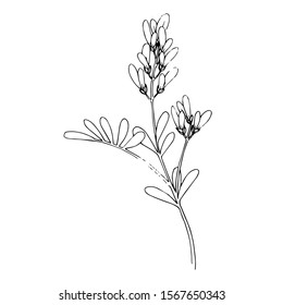 Vector Herbal branch plant botanical garden floral foliage. Black and white engraved ink art. Isolated herbal illustration element on white background.