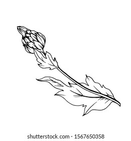 Vector Herbal branch plant botanical garden floral foliage. Black and white engraved ink art. Isolated herbal illustration element on white background.