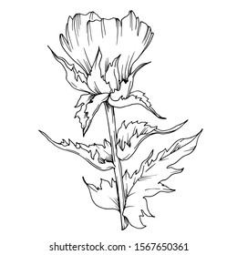 Vector Herbal branch plant botanical garden floral foliage. Black and white engraved ink art. Isolated herbal illustration element on white background.