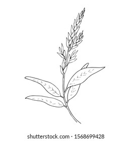 Vector Herbal branch plant botanical garden floral foliage. Black and white engraved ink art. Isolated herbal illustration element on white background.