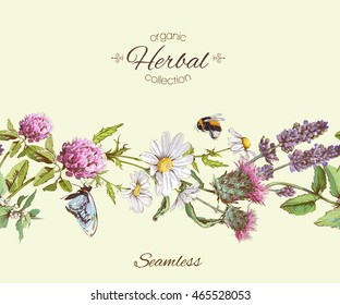 Vector herbal seamless horizontal border. Background design for herbal tea, natural cosmetics, health care products, homeopathy, aromatherapy. Best for packaging design.