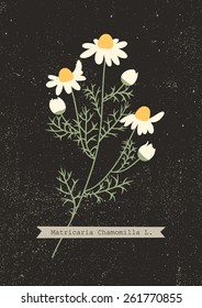 Vector herbarium of chamomile plant with Latin name (Matricaria Chamomilla). Medicinal herb. Wild flowers vector.