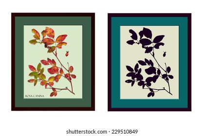 Vector herbarium of rosa canina