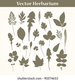 Vector Herbarium . Traced leaves of garden plants