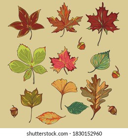 herbario vectorial de varias hojas de otoño