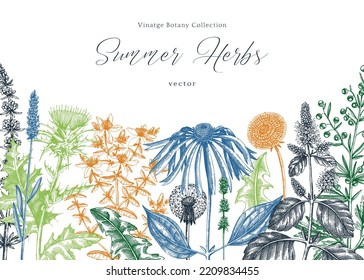 Vector herbs, flowers, weeds, meadows background. Aromatic plants vintage banner. Medicinal herb sketches. Botanical design for cosmetics, perfumery, packaging. Herbal tea ingredients in color