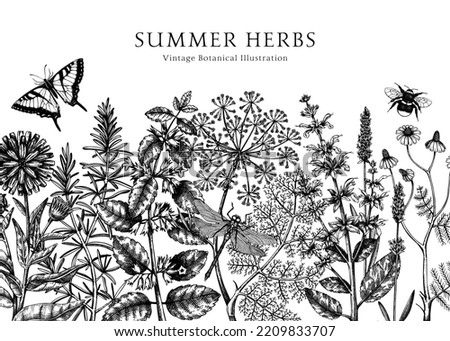 Vector herbs, flowers, weeds, meadows background. Aromatic plants vintage banner. Medicinal herb sketches. Botanical design for cosmetics, perfumery, packaging. Herbal tea ingredients border
