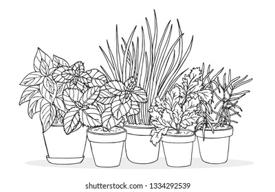 Vector herbs illustration. Pot plants isolated on white background. Doodle kitchen garden herbs, mint, rosemary, basil, chives and parsley