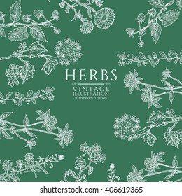 Vector herbs vintage frame with wild flowers, medical herbs vector illustration 