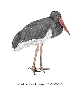 Vector herons sketch on a white  background. 