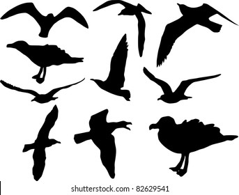 Vector herring seagulls silhouettes isolated over white