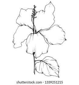 Vector Hibiscus floral botanical flower. Exotic tropical hawaiian summer. Black and white engraved ink art. Isolated hibiscus illustration element on white background.
