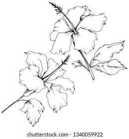 Vector Hibiscus floral botanical flower. Exotic tropical hawaiian summer. Black and white engraved ink art. Isolated hibiscus illustration element on white background.