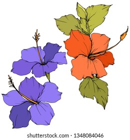 Vector Hibiscus floral botanical flower. Exotic tropical hawaiian summer. Engraved ink art. Isolated hibiscus illustration element on white background.