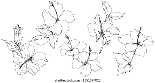 Vector Hibiscus floral botanical flower. Exotic tropical hawaiian summer. Black and white engraved ink art. Isolated hibiscus illustration element on white background.