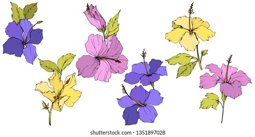 Vector Hibiscus floral botanical flower. Exotic tropical hawaiian summer. Engraved ink art. Isolated hibiscus illustration element on white background.