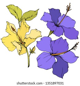 Vector Hibiscus floral botanical flower. Exotic tropical hawaiian summer. Engraved ink art. Isolated hibiscus illustration element on white background.