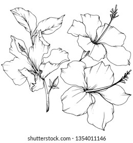 Vector Hibiscus floral botanical flower. Exotic tropical hawaiian summer. Black and white engraved ink art. Isolated hibiscus illustration element on white background.
