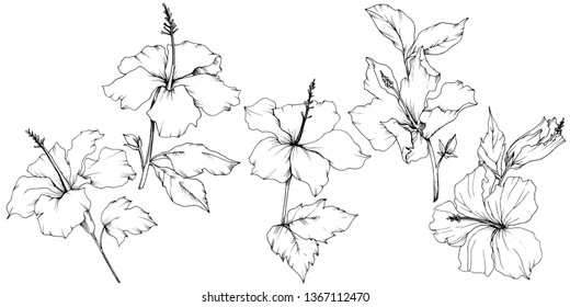 Vector Hibiscus floral botanical flower. Exotic tropical hawaiian summer. Black and white engraved ink art. Isolated hibiscus illustration element on white background.