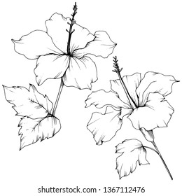 Vector Hibiscus floral botanical flower. Exotic tropical hawaiian summer. Black and white engraved ink art. Isolated hibiscus illustration element on white background.