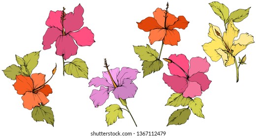 Vector Hibiscus floral botanical flower. Exotic tropical hawaiian summer. Engraved ink art. Isolated hibiscus illustration element on white background.