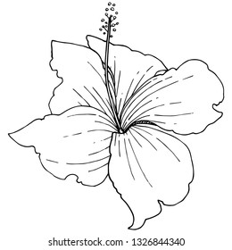 Vector Hibiscus floral tropical flowers. Wild spring leaf wildflower isolated. Black and white engraved ink art. Isolated hibiscus illustration element on white background on white background.