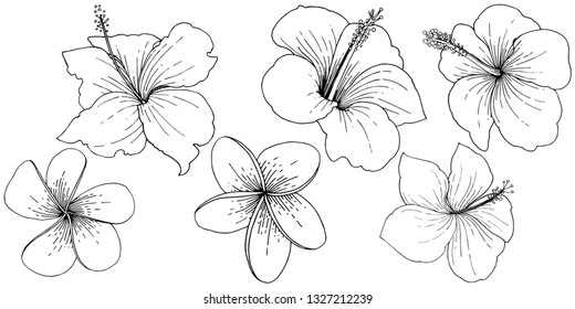 Vector Hibiscus floral tropical flowers. Wild spring leaf wildflower isolated. Black and white engraved ink art. Isolated hibiscus illustration element on white background on white background.